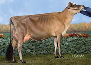 South Mountain Voltage Spice