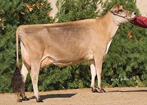 DKG Vindication Apricot