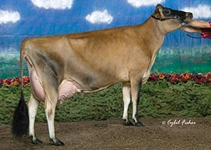 Reich-Dale Counciller Hali_08