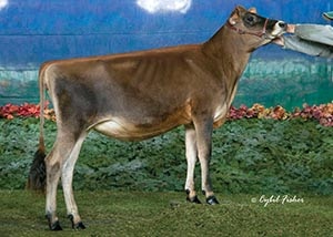 SSF Governor Iris