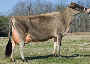Ahlem Legion Bambi 4265