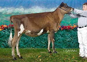Bachelors Master Rose 346