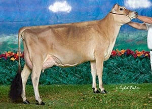 Hillacres Eternity Amaretto
