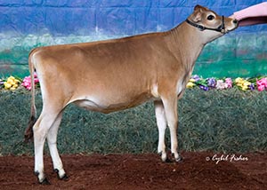 Marhaven Justice Sizzle