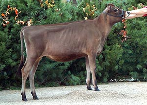 Meadow Ridge Supreme Suzi