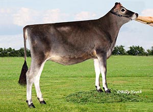 Stoney Point Blackstar Bray