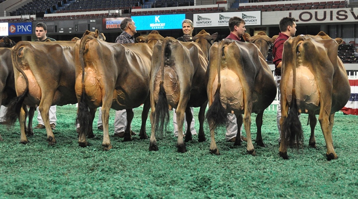 aged-cow-open-overview