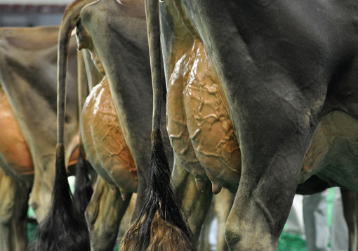 junior-3-open-udder-closeup