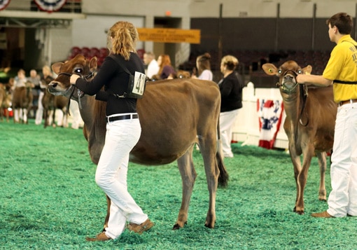 junior-calf-class-open