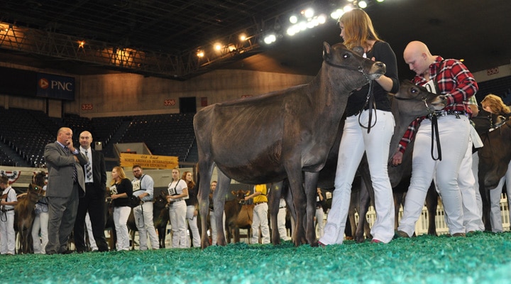 junior-calf-open-with-judges