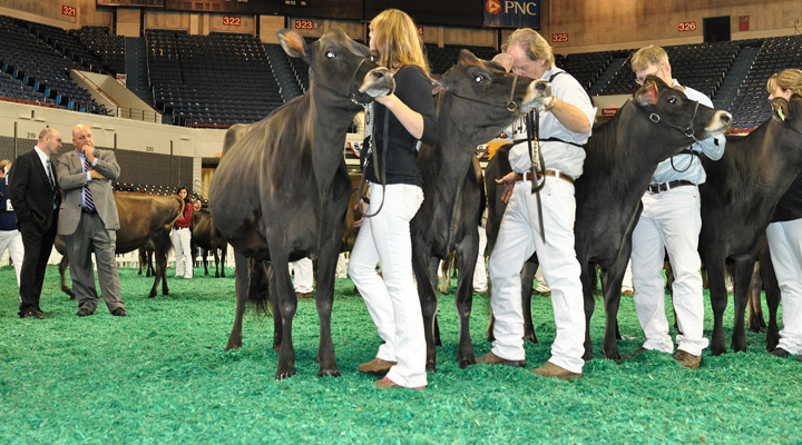 junior-yearling-front