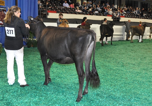 junior-yearling-open-class-overview