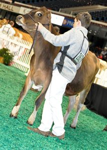 junior-yearling-open-show