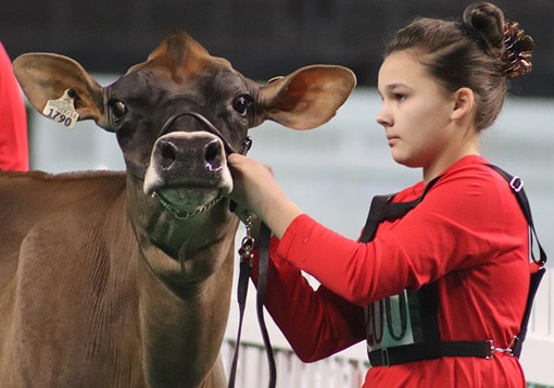 milking-yearling-junior-show-sauder
