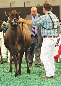 milking-yearling-open-with-herby