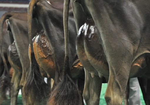 senior-2-udder-closeup