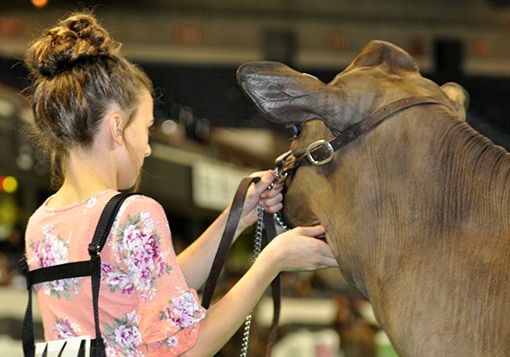 senior-calf-class-girl