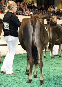 summer-yearling-open-238