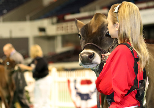 summer-yearling-open-show-girl