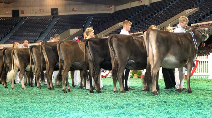 winter-yearling-class-rear