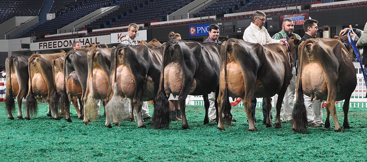 Aged Cow Class - Open Show