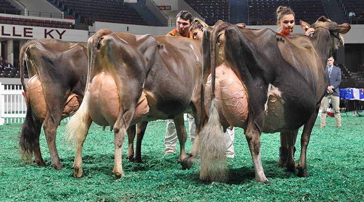 Aged Cow Class - Junior Show
