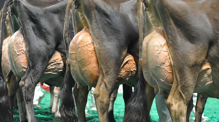 Udder Shot Aged Cows - Open Show