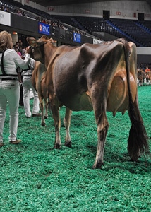 National Jersey Jug Futurity