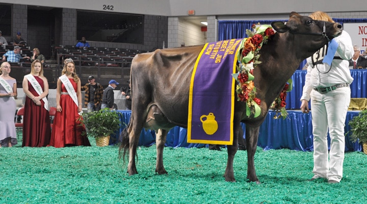 National Jersey Jug Futurity Winner
