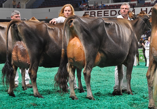 National Jersey Jug Futurity
