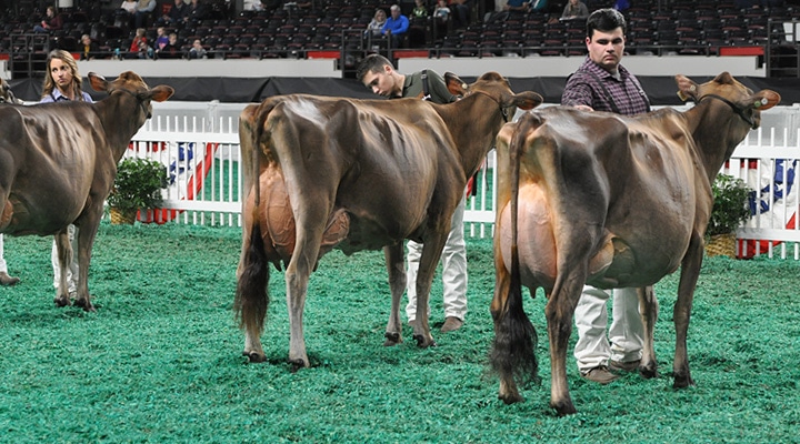 GJPI Class - Open Show