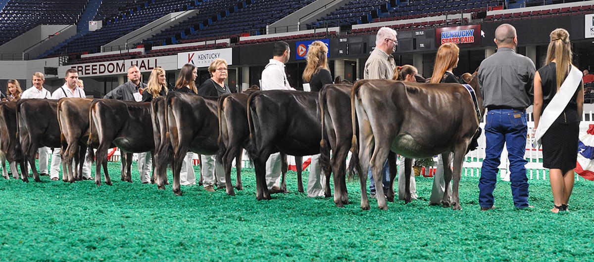 Intermediate Calf Class - Open Show