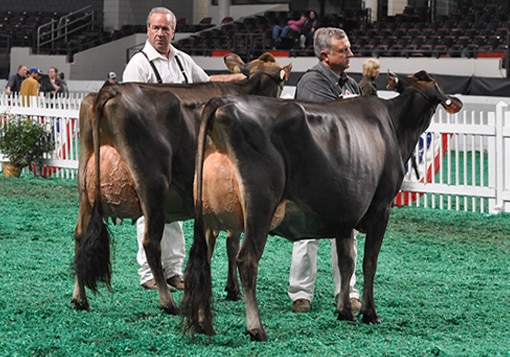 Intermediate Champion Selection - Open Show