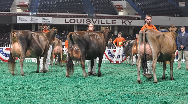Intermediate Champion Selection - Junior Show