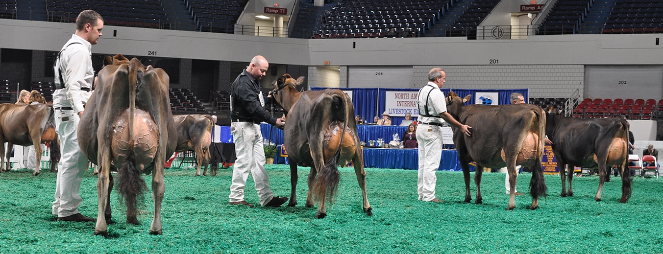 Intermediate Champion Selection - Open Show