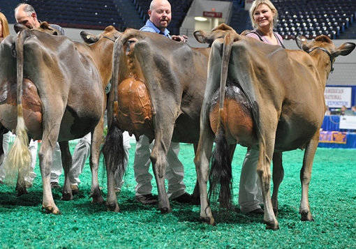 Junior Two-Year-Old Class - Open Show