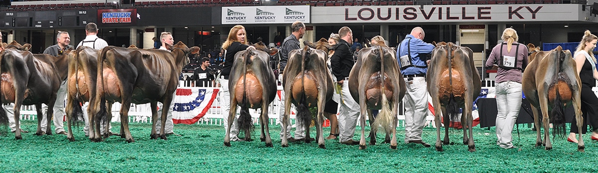 Junior Two-Year-Old Class - Open Show