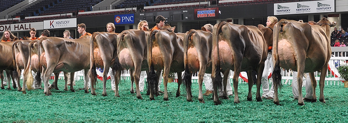 Junior Two-Year-Old Class - Junior Show