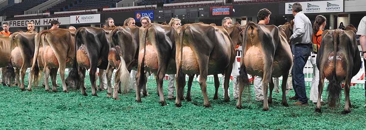 Junior Three-Year-Old Class - Junior Show