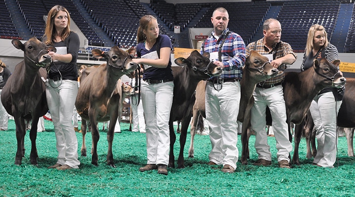 Junior Calf Class Front View - Open Show