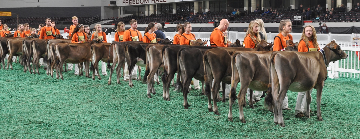 Junior Calf Class - Junior Show