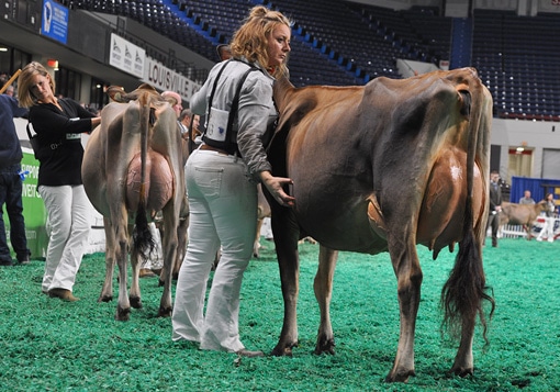 Milking Yearling Class - Open Show