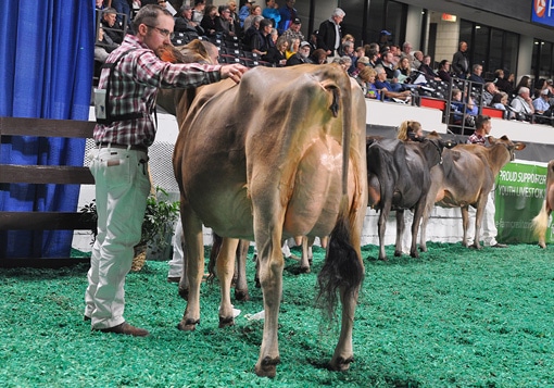 Milking Yearling - Open Show