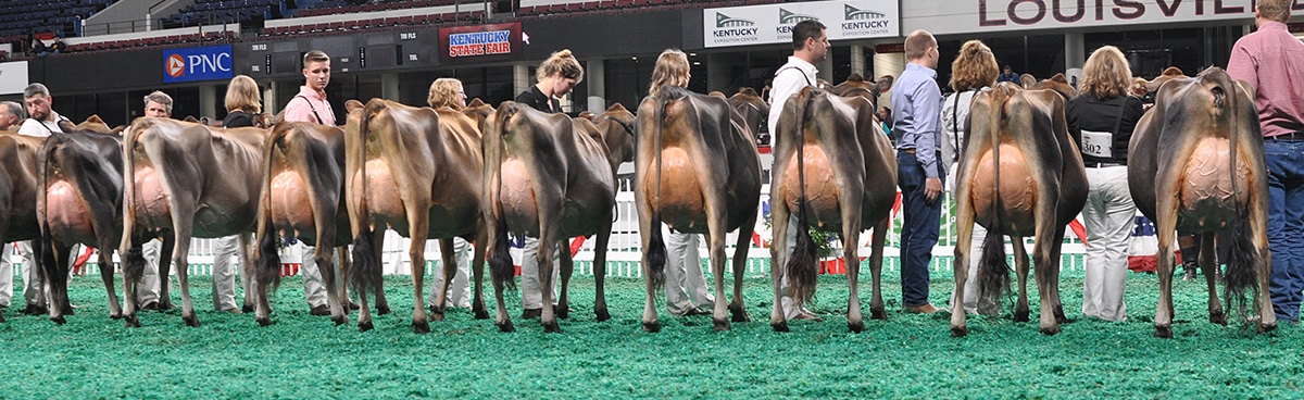 Milking Yearling Class - Open Show