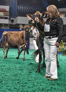 Milking Yearling Winners Front View - Open Show