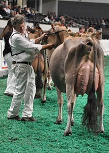 Senior Two-Year-Old - Open Show