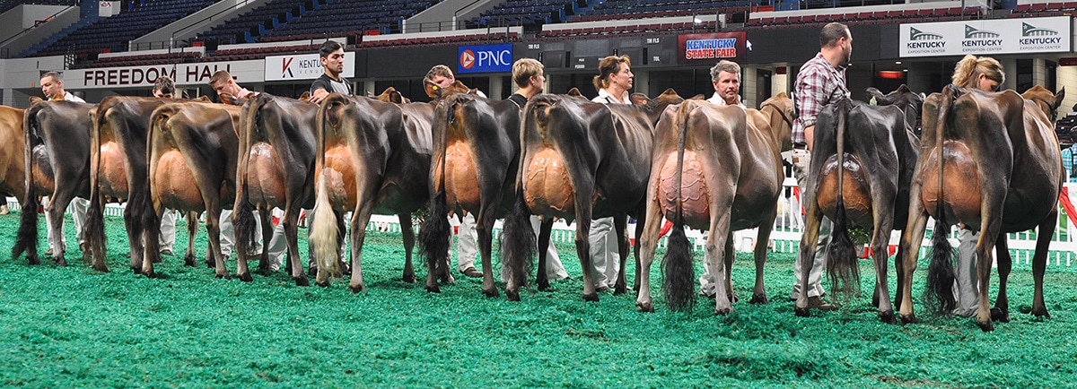 Senior Two-Year-Old Class - Open Show