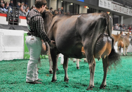 Senior Three-Year-Old - Open Show