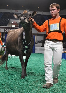 Senior Three-Year-Old Class Winner - Junior Show