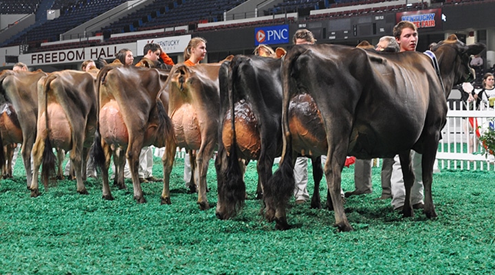 Senior Three-Year-Old Class - Junior Show